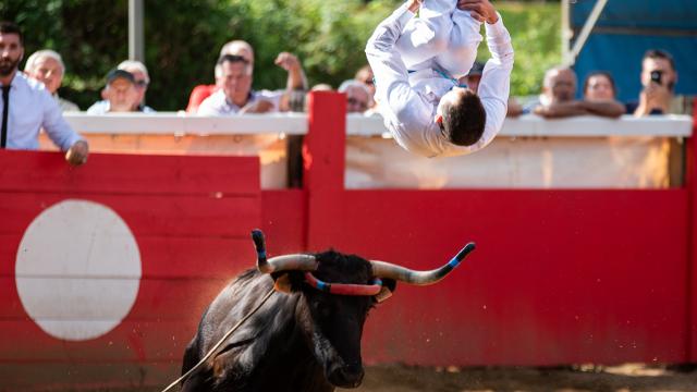 Saut au dessus de la vache