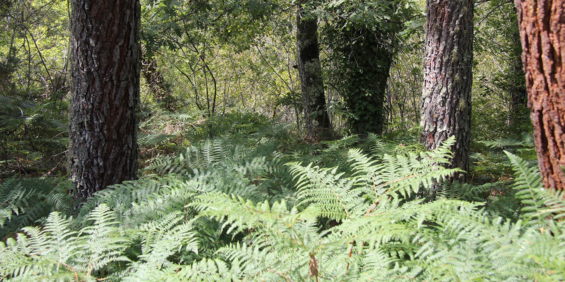 Balade Nature à Bostens