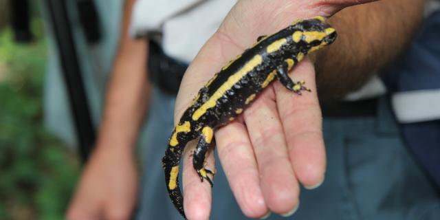 Balade Nature à Bostens