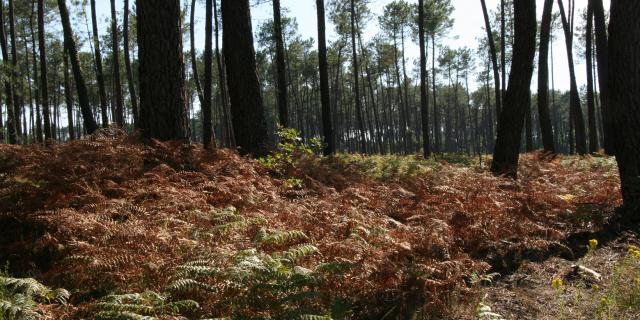Forêt à Gaillères