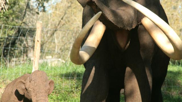 PréhistoSite à Brassempouy