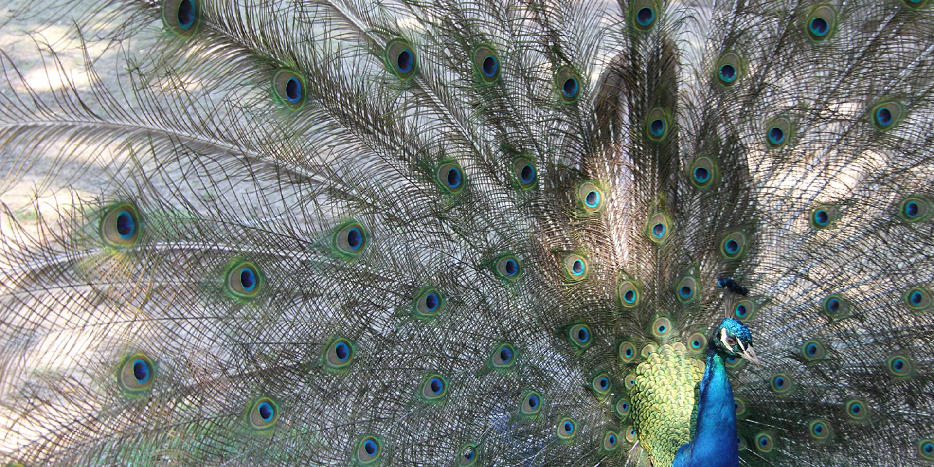 Parc Nahuques - Mont de Marsan