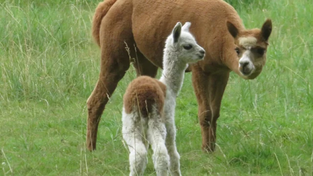 Moulin De Poyaller à Saint-Aubin